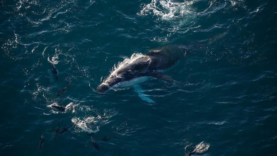 Humpback with Dolphins